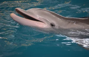 Zmiany w mózgu delfinów wskazujące na objawy podobne do choroby Alzheimera