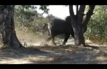 Nieustraszony Jack Russell terrier przegania słonia atakującego domostwo