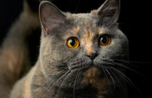 Naukowcy z UG odkryli nowe dla nauki gatunki pasożytów kota domowego