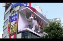 Ciekawe i śmieszne filmy animacja kota 3D