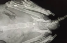 Ktoś strzela do zwierząt w wielkopolskiej gminie. Postrzelony kot walczy o życie