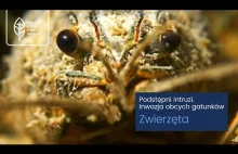 Podstępni Intruzi. Inwazja obcych gatunków w Polsce