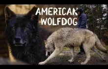 Jak wygląda życie z WILCZAKIEM AMERYKAŃSKIM || American Wolfdog