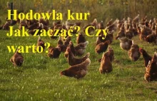 Jak hodować kury? Poradnik dla początkujących