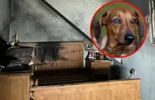 Wielka Brytania: Pies wzniecił pożar domu
