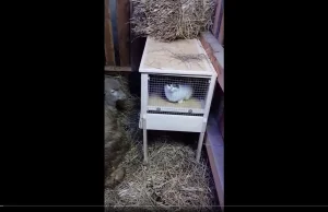 Kot w klatce i wiewiórka w żywej szopce w Krakowie. Interweniowała policja