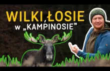 Wilki i łosie w "Kampinosie" - i o tyn jak powstała Puszcza Kampinoska