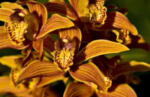 Orchidea za 200 tysięcy dolarów!