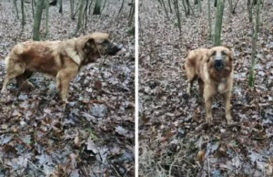 Ktoś przywiązał psa w lesie smyczą i kolczatką. Zostawił go na pewną smierć