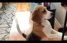 18 dźwięków Beagle'a