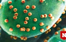 Pierwszy "vivovore" odkryty - organizm jedzący wirusy