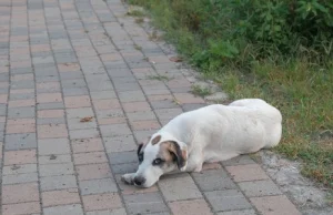 Ostre przedmioty w mięsie. Na Targówku grasuje krzywdziciel psów