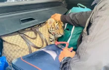 Meksyk. W bagażniku samochodu znaleziono małego tygrysa. W aucie była również..