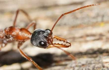 Buldożnice (Myrmecia spp.) – bycze mrówki