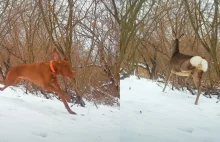 Pies ścigał wystraszoną sarnę na Skarpie Ursynowskiej. "Bezmyślny...