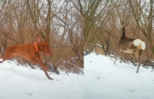 Pies ścigał wystraszoną sarnę na Skarpie Ursynowskiej. "Bezmyślny...