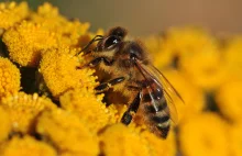 Wibroakustyczna komunikacja pszczoły miodnej