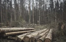 Co to "plan urządzania lasu"? A jak sądzicie? Można się odwołać? A jak sądzicie?