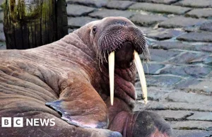 Scarborough's New Year fireworks cancelled to protect walrus