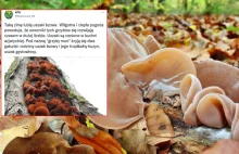 "Grzyby mun" w polskich lasach. Rosną w zimie, są smaczne i bardzo zdrowe.