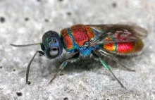 Złotolitkowate (Chrysididae) - bajecznie ubarwione błonkówki