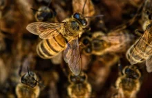USA. Pierwsza w historii szczepionka dla pszczoły miodnej