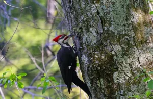 Woodpeckers: The Hole Story [film dokumentalny]