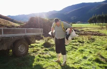 Nowa Zelandia zamierza wprowadzić opłaty za emisje gazów w rolnictwie.