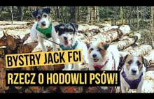 O psach z Emilią z hodowli Bystry Jack!