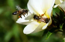 Amerykanie będą szczepić pszczoły, uchronią je przed groźną bakterią