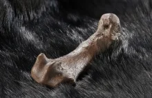 Nasi przodkowie ubierali się w skóry niedźwiedzi już 320 tys. lat temu