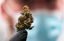 Dziś w stanie Connecticut rusza legalna sprzedaż marihuany dla dorosłych