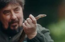 Hodowca porzucił egzotycznego węża w lesie w Katowicach. Spacerowicze w szoku