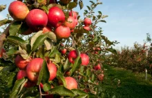FAZ: Polskie jabłka w Niemczech. Dumpingowe ceny