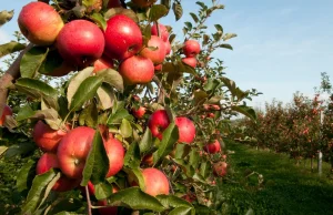 FAZ: Polskie jabłka w Niemczech. Dumpingowe ceny