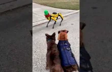 Dwa psy spotykają psa-robota
