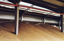 Import zbóż z Ukrainy, techniczna pszenica stała się zbożem paszowym.