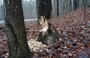 Zastawiły pułapkę na kierowców. W każdej chwili może dojść do tragedii.