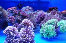 Służby przechwyciły nielegalnie przewożone koralowce. Teraz trafiły do...