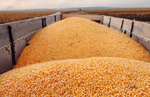 Polska wystąpi z wnioskiem o przywrócenie ceł na ukraińską kukurydzę