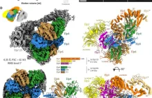 Naukowcy z UJ poznali strukturę białkowego kompleksu Elongator