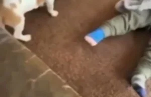 Dziecko znęca się nad psem
