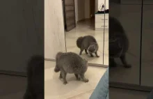 Wrogi kot w lustrze
