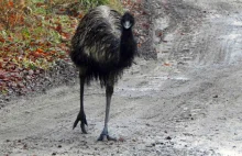 Szczecin: Emu "na gigancie". Ptak uciekł z pobliskiego folwarku