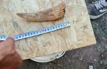 Niemal kompletny szkielet tygrysa szablozębnego znaleziony w Argentynie