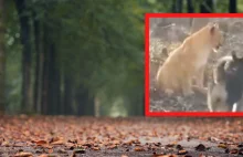 Mołdawia: W lesie zauważono młodego lwa. Miał być prezentem od Ukraińców