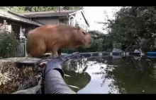 Kapibara skacze do basenu. Absolutnie perfekcyjny skok :)