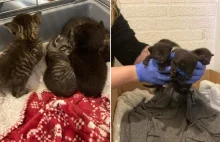 Porzucili w mieszkaniu 15 małych kotów. Zwierzęta były głodne i przestraszone