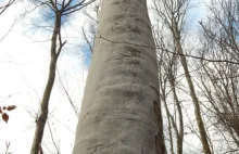 Nowy rekord wysokości drzewa liściastego w Polsce