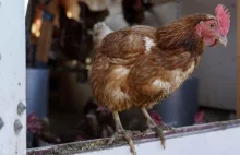 Globalna epidemia ptasiej grypy nie wykazuje oznak spowolnienia